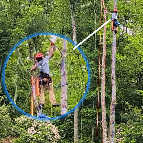 Tree Removal
