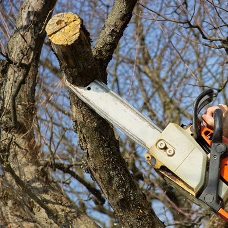 Trimming