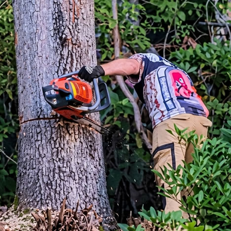 Tree Cut