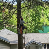 Tree Work