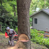 Tree Work