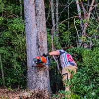 Tree Work