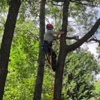 Tree Work
