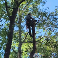 Tree Work